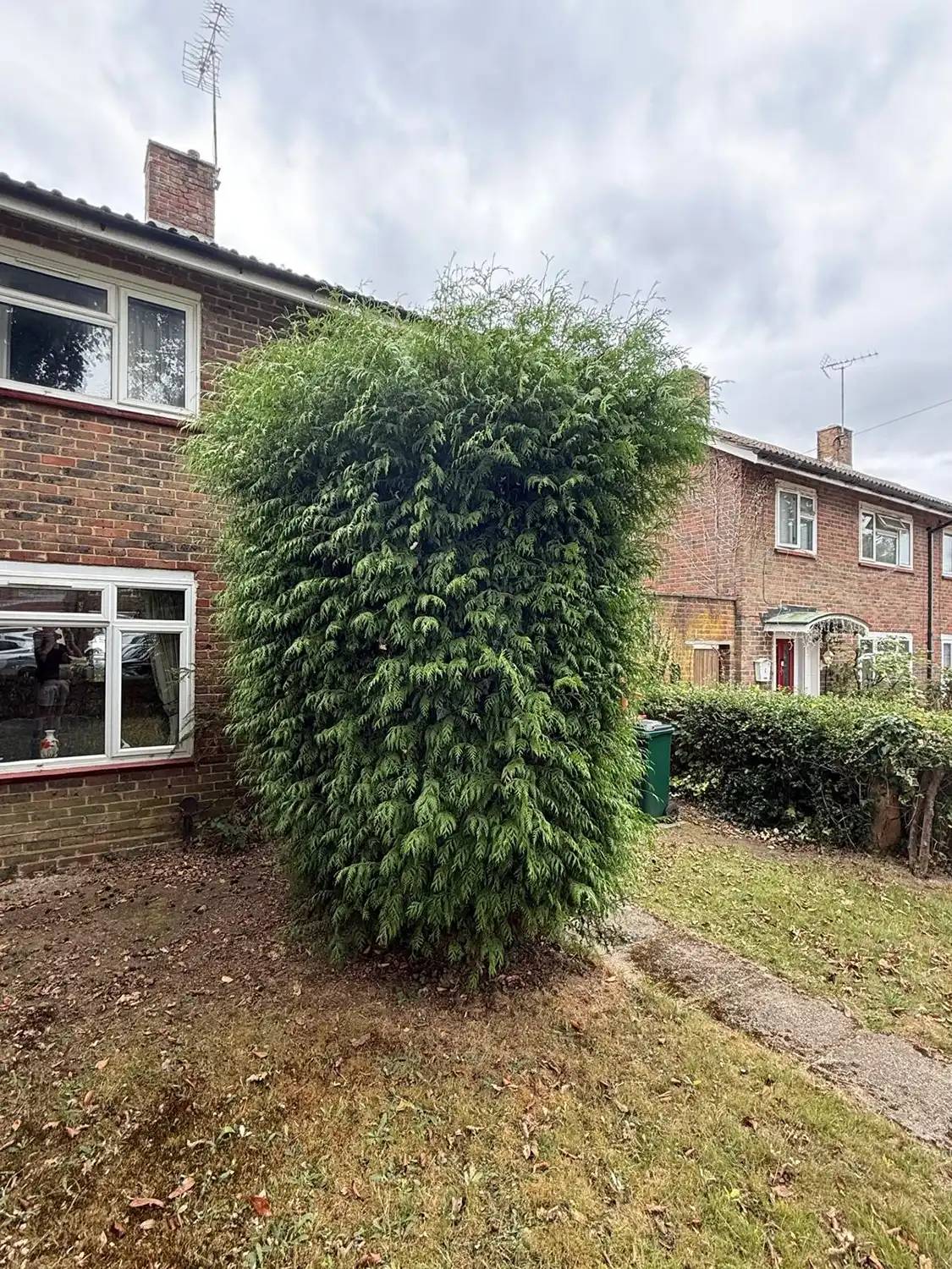 Large, dense evergreen bush with green foliage situated in the front yard of a brick house under a cloudy sky.