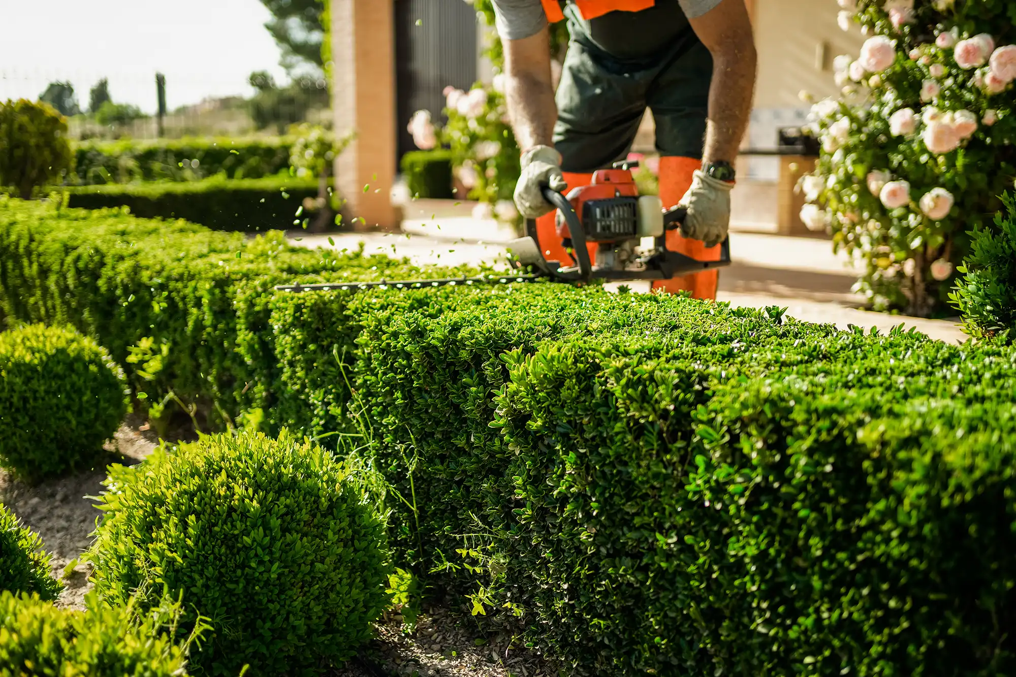 Man trimming a box hedge.
